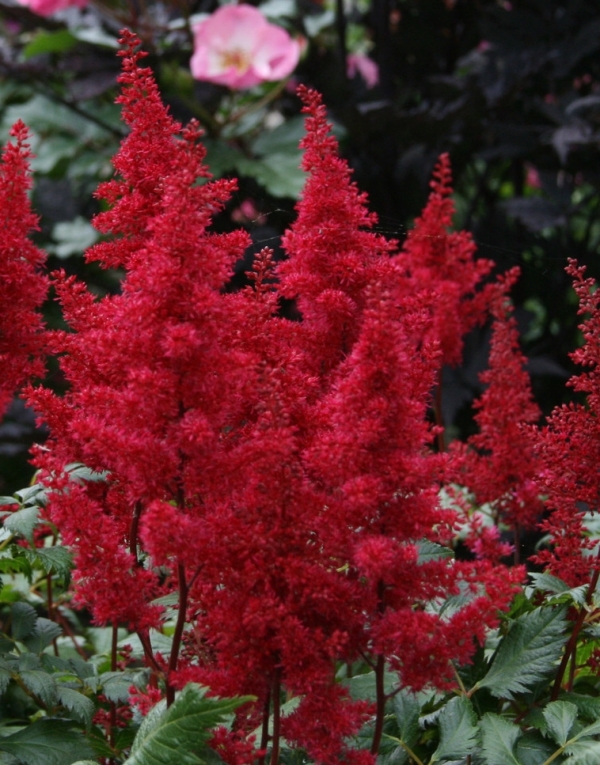 Astilbe arendsii 'Fanal' - temno rdeča kresnica