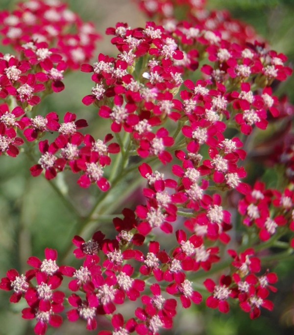 Achillea millefolium 'Cassis' - če&scaron;njevo rdeč rman, bogato cveti