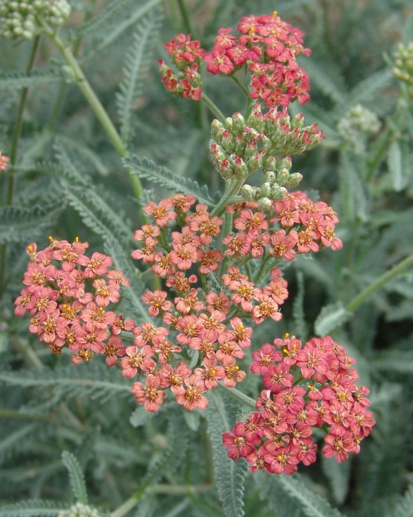 Achillea millefolium 'Salmon Beauty'- rman, v odcvitanju zbledi