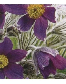 Pulsatilla vulgaris (Anemone pulsatilla) – kosmatinček Pulsatilla vulgaris (Anemone pulsatilla) – kosmatinček