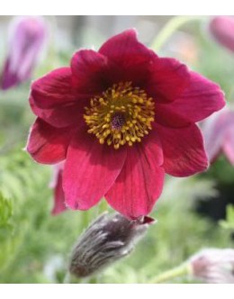 Pulsatilla vulgaris (Anemone pulsatilla) 'Rote Glocke' – kosmatinček Pulsatilla vulgaris (Anemone pulsatilla) 'Rote Glocke' – kosmatinček