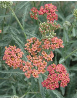Achillea millefolium 'Salmon Beauty'- rman, v odcvitanju zbledi