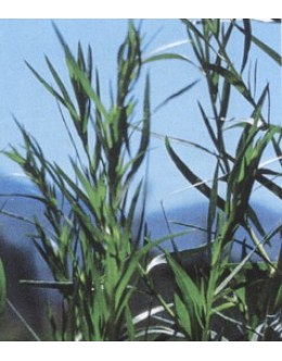 Artemisia dracunculus - francoski pehtran 