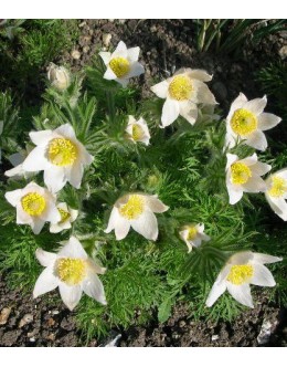 Pulsatilla vulgaris (Anemone pulsatilla) 'Alba' - beli kosmatinček Pulsatilla vulgaris (Anemone pulsatilla) 'Alba' - beli kosmatinček