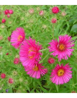 Aster novae-angliae 'Alma Potschke' - srhkolistna astra