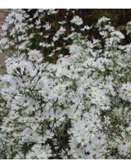 Aster pringlei 'Monte Casino' - drobna bela astra za šopke