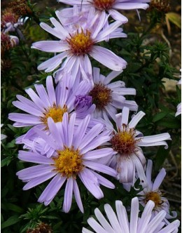 Aster dumosus 'Blauer Zwerg' - zgodnja jesenska astra