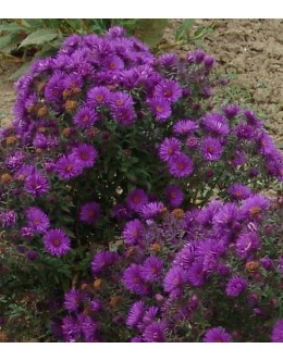 Aster novae-angliae 'Purple Dome' - purpurno-modra srhkolistna astra Aster novae-angliae 'Purple Dome' - purpurno-modra srhkolistna astra