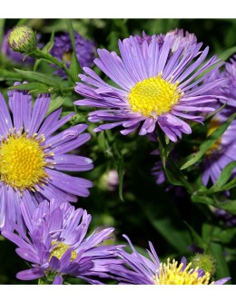Aster novi-belgii 'Schoene von Dietlicon' - za rez, srednji cvet, gololistna astra Aster novi-belgii 'Schoene von Dietlicon' - za rez, srednji cvet, gololistna astra