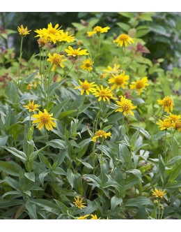 Arnica chamissonis - ameriška arnika