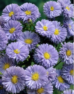 Aster novi-belgii 'Tamara' - svetlo modra gololistna astra, bogata Aster novi-belgii 'Tamara' - svetlo modra gololistna astra, bogata