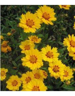 Coreopsis lanceolata 'Walter' - pritlikav rumen s temnim očkom, lepe očke Coreopsis lanceolata 'Walter' - pritlikav rumen s temnim očkom, lepe očke