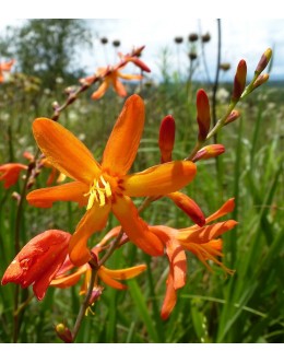 Crocosmia (Montbretia) paniculata - krokosmija, monbrecija, stara sorta