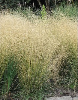 Descampsia caespitosa - rušnata masnica 