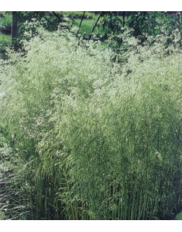 Deschampsia caespitosa  - rušnata masnica