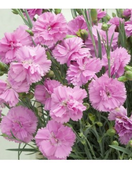 Dianthus hybridus 'Anka' - zelo dišeč, poln cvet, pocvita, trpežen
