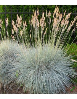 Festuca glauca (cinerea) - siva biljnica