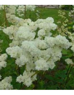 Filipendula vulgaris 'Flore Plena' - navadni oslad, polni cvet