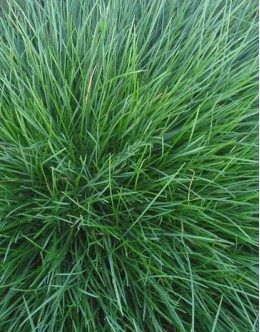 Festuca ovina - zelenolistna ovčja bilnica, tudi za senco