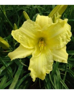 Hemerocallis 'Alice in Wonderland' - velikocvetna maslenica