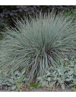 Helictotrichon (Avena) sempervirens - ovsika Helictotrichon (Avena) sempervirens - ovsika