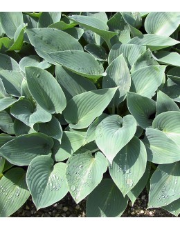 Hosta 'Blu Cadet' - hosta, sivi list, srednja