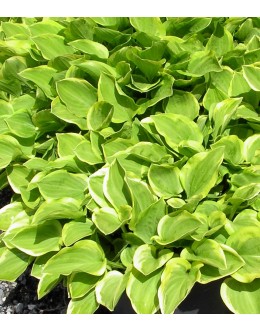 Hosta 'Golden Tiara' (nakaiana) - hosta, rumenopisana, srednja