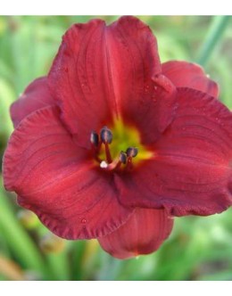 Hemerocallis 'Queen's Sprite' - temno rdeč manjši cvet, maslenica Hemerocallis 'Queen's Sprite' - temno rdeč manjši cvet, maslenica