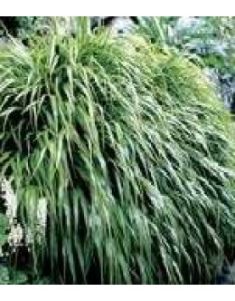 Haconechloa macra - zelena, jeseni rjava Haconechloa macra - zelena, jeseni rjava