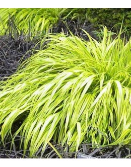 Haconechloa macra 'Aureola' - pisana Haconechloa macra 'Aureola' - pisana