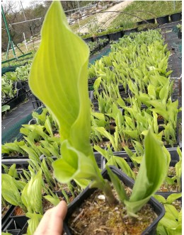 Hosta 'Aurea' (fortunei)- spomladi rumena, srednja