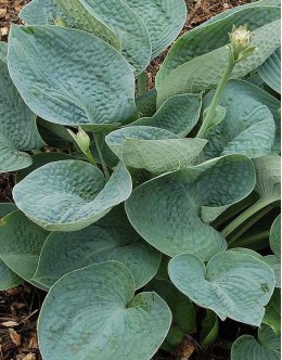 Hosta 'Big Daddy' - sivomodra, čvrsti listi, velika
