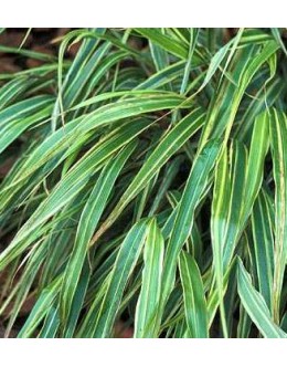 Haconechloa macra 'Mediovariegata' - belozelena, raščava Haconechloa macra 'Mediovariegata' - belozelena, raščava
