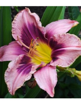 Hemerocallis 'Bizantine Mask' - sv.vijola s t. rizbo, maslenica Hemerocallis 'Bizantine Mask' - sv.vijola s t. rizbo, maslenica