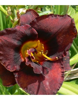 Hemerocallis 'Ezegiel' - skoraj črn cvet, pozna maslenica