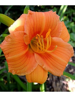 Hemerocallis 'Nabis' - živo oranžen mali cvet, zgodnja maslenica