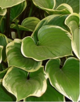 Hosta 'Torchlight' - srednja, raščava, belozelen panaširan list, rdeč pecelj Hosta 'Torchlight' - srednja, raščava, belozelen panaširan list, rdeč pecelj