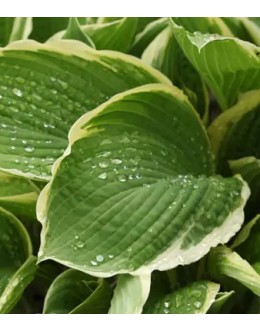 Hosta 'Frosted Jade' - velika, zelena z belo obrobo