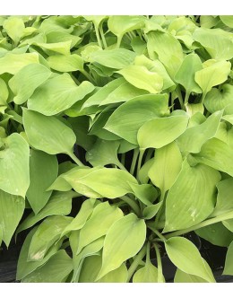 Hosta 'Gold Drop' (venusta) - mala, široki rumeno zeleni listi
