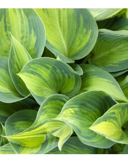 Hosta 'June' - srednja, siva in rumena, tudi na soncu, odporna na polže