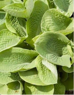 Hosta 'Oriana' - hosta, rumeno zelena, okrogli list, srednja, tudi za sonce Hosta 'Oriana' - hosta, rumeno zelena, okrogli list, srednja, tudi za sonce