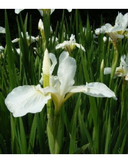 Iris sibirica 'Snow Queen' - bela sibirska perunika