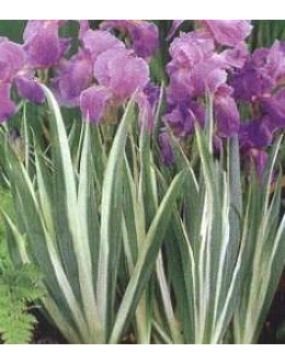 Iris pallida 'Variegata' - pisanolistna perunika