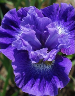 Iris sibirica 'Blueberry Fair' - sibirska perunika, dvojni čvrst cvet