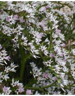 Limonium (goniolimon) tataricum - mrežica