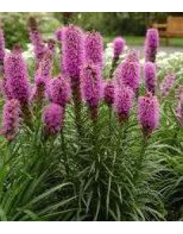 Liatris spicata 'Kobold' - nizki liatris