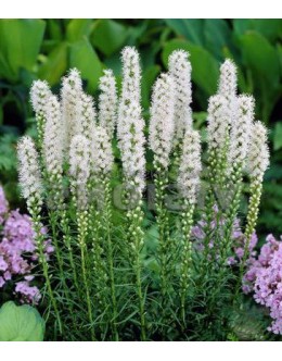 Liatris spicata 'Alba' - beli liatris