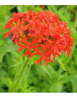 Lychnis chalcedonica - lučca