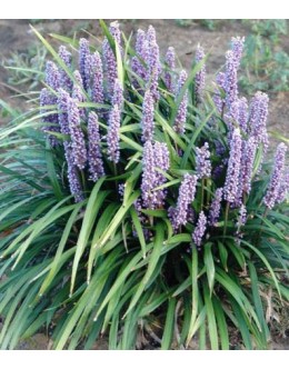 Liriope muscari - liriopa Liriope muscari - liriopa