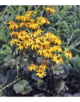Ligularia dentata 'Midnight Lady' - ligularija s temnim listjem Ligularia dentata 'Midnight Lady' - ligularija s temnim listjem